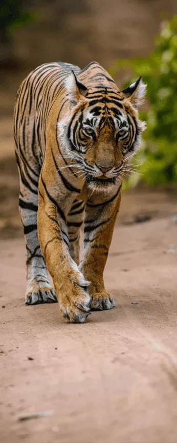 jim-corbett