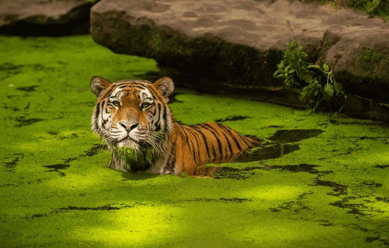 sariska